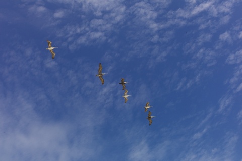 Pelicans 2