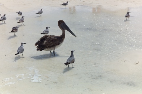 Pelicans 3