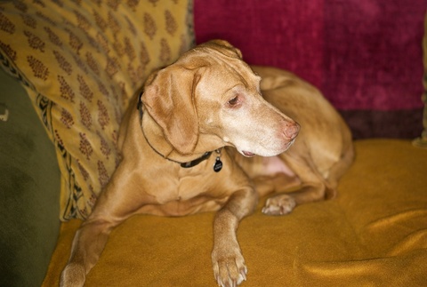 jenny-dog-123