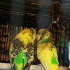 7091_web