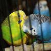 7103_web