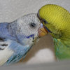 Little-lovers10