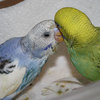 Little-lovers11