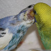 Little-lovers12