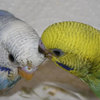 Little-lovers13