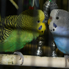 Little%20lovers7