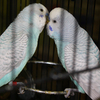 Little%20lovers6
