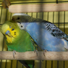 Little%20lovers%20booailor
