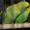 Little%20lovers4