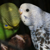 Little%20lovers1