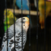 6366_web