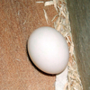 Egg1