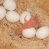Jsut%20hatched!