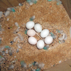 Egg3