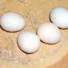 Eggs%2044