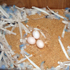 Egg%202