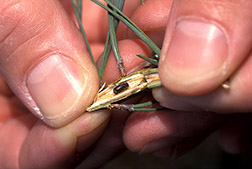 pine shoot beetle