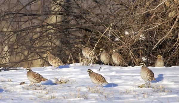 Poosey Quail Focus Area Habitat Tours | KMZU The Farm 100.7 FM
