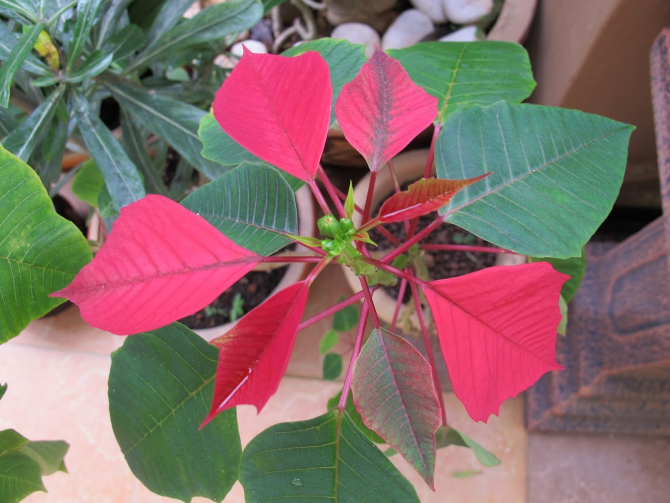 mu extension offers poinsettia care and re blooming tips how to care for poinsettia after christmas