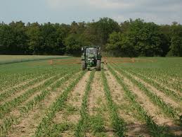 Planting a windbreak can help protect crops and livestock