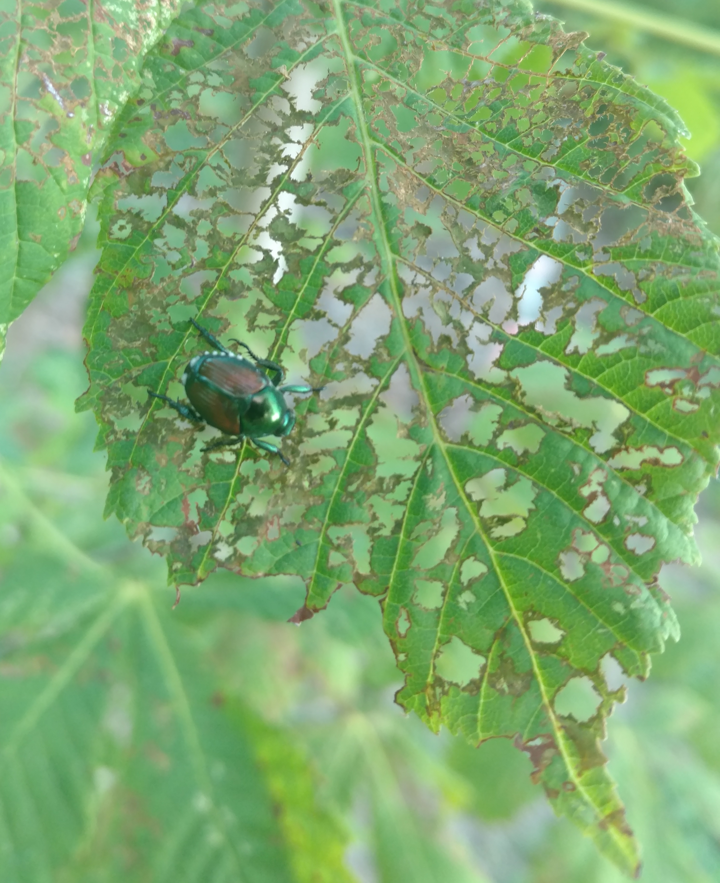 Japanese Beetles expected to stay in large numbers for several years