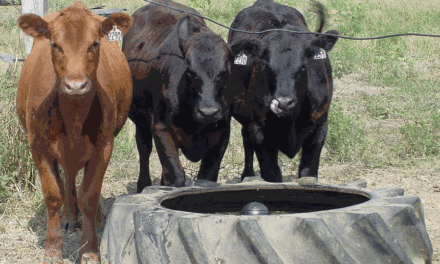 High hay nitrate levels are toxic for Missouri cattle, experts warn