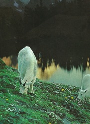 Km