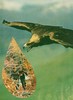 Swoop