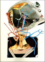 Collage7