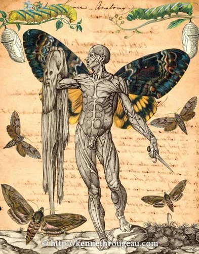 Metamorphosis_collage