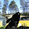 Blackrabbit_markschaer_2010