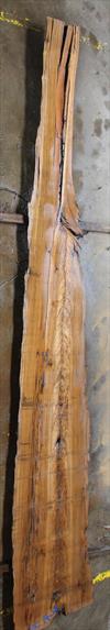 Buried Cypress Slab BC014-09