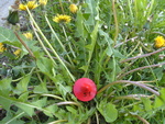 Small