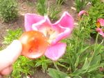Small
