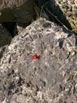 Small