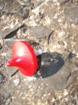 Small
