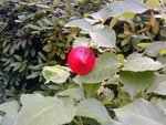 Small