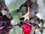 Small