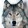 Wolf_photo.thumb
