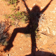 Tarasshadow.large