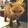Fox.thumb