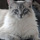 Smudge_for_facebook.thumb