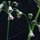 Allium_bulgaricum.thumb