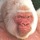 White_gorilla.thumb