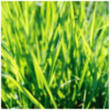 Enriana_-_grass.large