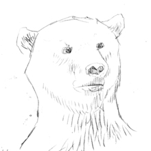 Bearsketch.large