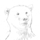 Bearsketch.thumb