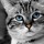 Silver_cat.thumb