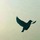 Bird.thumb