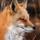 Red-fox-with-ice-formed-on-brow-max-allen.thumb